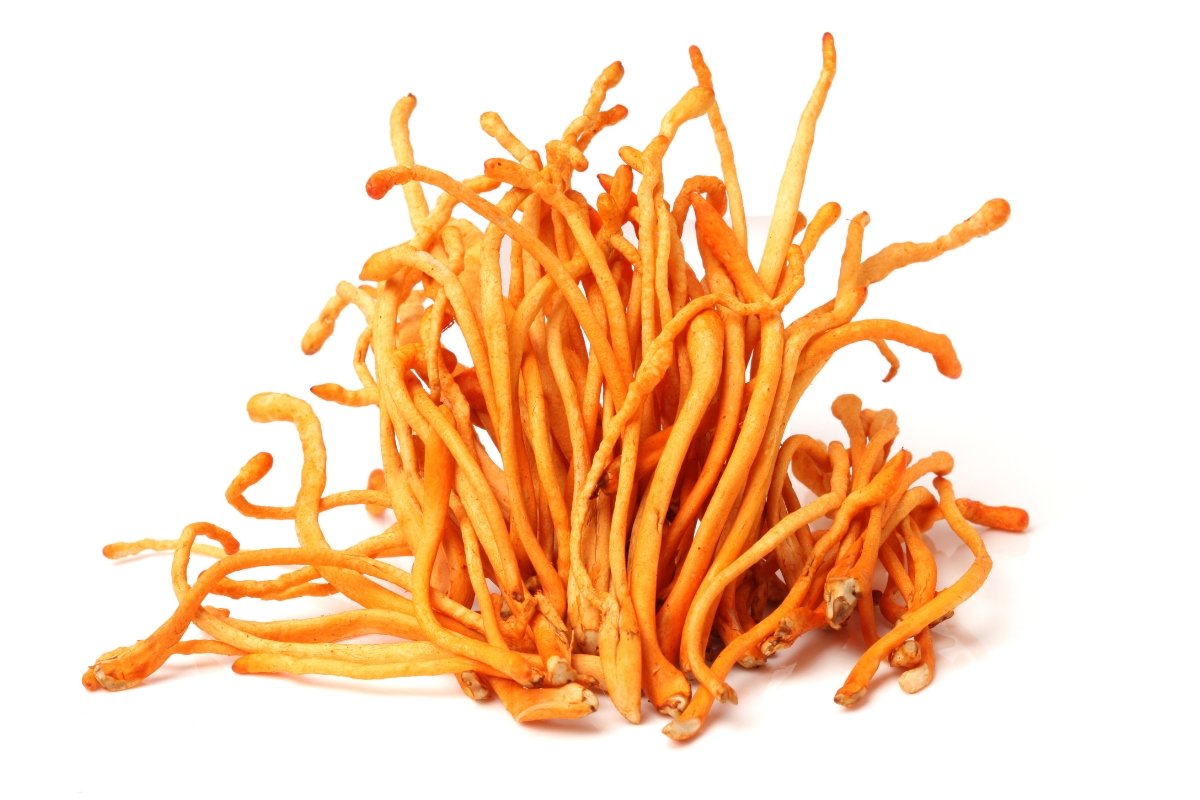 17 Surprising Health Benefits of Cordyceps HONE